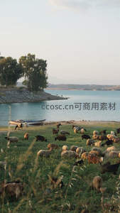 湖畔牧歌：羊群在水边草地上觅食嬉戏