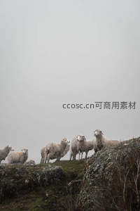 雾中羊群静立山崖之上