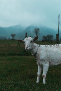 雾中山羊静立田野回眸