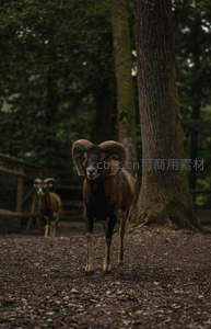 森林中巨角公羊缓步前行
