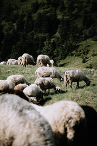 绿野山坡羊群悠然觅食