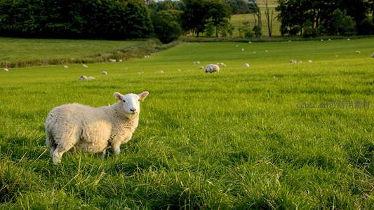 绿茵草地白羊回眸凝望