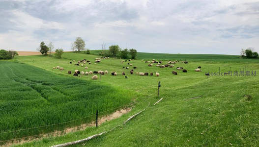 丘陵牧场羊群散落如星