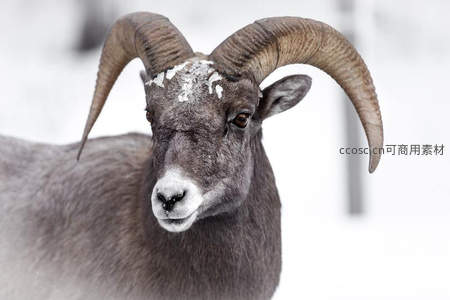 雪地盘羊正面特写，额头积雪如冠