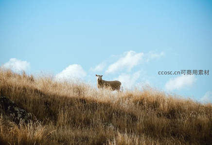 孤羊立于金黄草坡，蓝天白云为幕