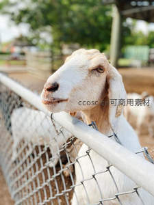 白山羊倚栏远眺，神情悠闲自在