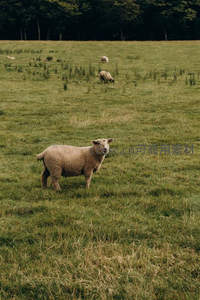 绿野中单只羊凝视远方