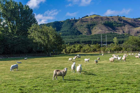 青山绿水间羊群悠闲放牧