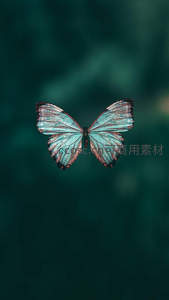 青蓝蝶翼舒展，深绿背景衬托其绚丽色彩