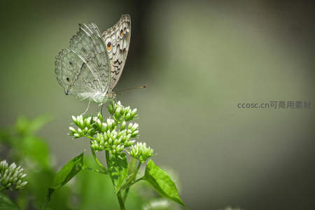 灰蝶停驻白色小花丛，翅膀斑纹精致优雅