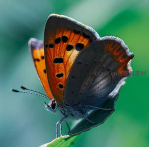 橙黑斑点蝴蝶栖息绿叶特写