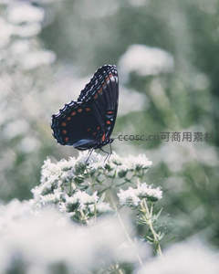 黑翅红斑蝶立于白花丛中