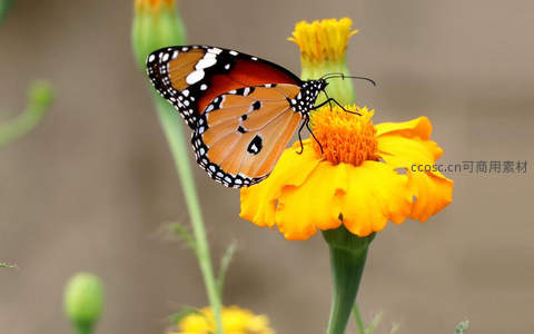 橙黑虎斑蝶采食金盏花蜜