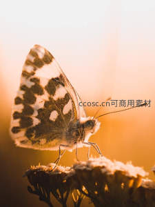 暖光下白蝶静栖干花枝头