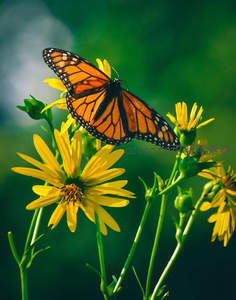 帝王蝶展翅于向日葵之上