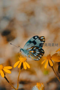 白橙相间的蝴蝶停驻在野菊之上