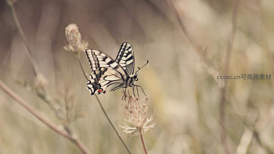 黑白条纹凤蝶栖息于干枯草茎之上