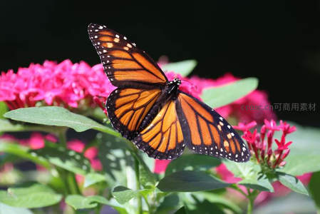 帝王蝶飞舞粉花背景前