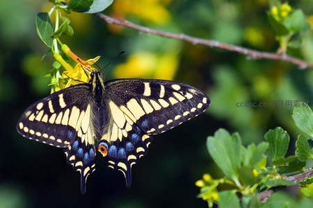 凤蝶栖息绿叶黄花间