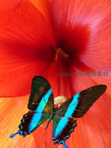 蓝纹蝶栖息于艳丽红花之上