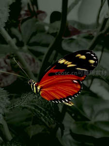 橙黑相间蝴蝶隐于深色叶丛