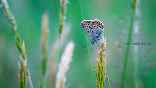 草尖上的精灵，蓝蝶在风中轻盈栖息