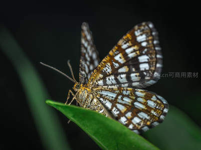 几何图案的蝶翼，在深色背景下熠熠生辉