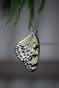 黑白斑蝶栖息绿枝静谧特写