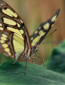 黄褐纹蝶停驻绿叶细节呈现