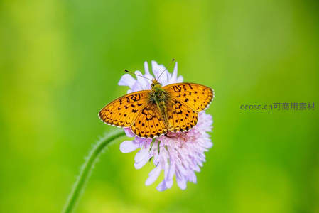 橙斑蝶轻落淡紫小花之上
