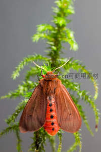 红褐蛾栖于翠绿苔藓之上