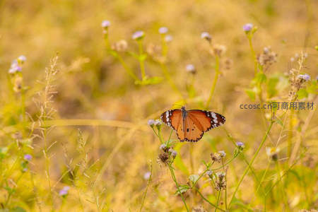 金黄草丛中翩跹的橙色蝶影