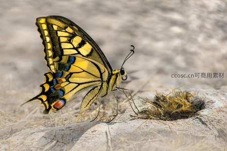 黄黑凤蝶展翅石上休憩