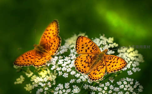 双蝶共舞白花盛放时