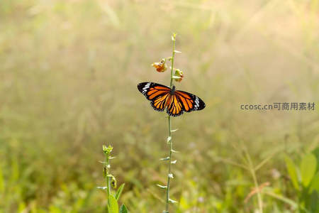 虎斑蝶立草茎，晨光洒野显优雅