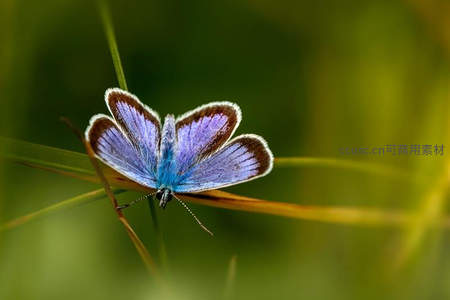 蓝蝶停草叶，柔光映翅展华彩