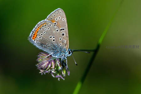 蓝灰蝶停驻花蕾微距特写