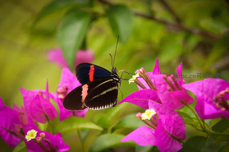 彩蝶吻粉花绽放