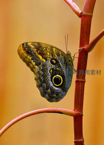 猫头鹰蝶停驻红色枝干特写