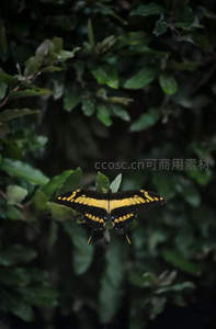 黄黑凤蝶展翅于深绿叶丛间