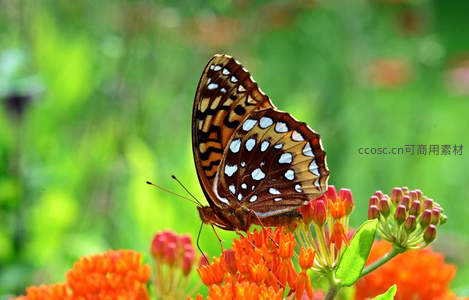 斑点蝶栖息橙花之上