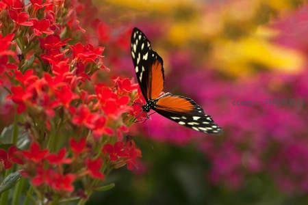 橙黑蝶舞动于红花丛