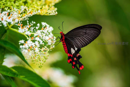 红黑相间凤蝶吸食白色花簇的花蜜