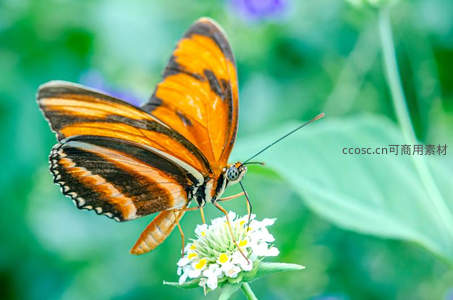 橙黑条纹蝶采蜜，绿叶衬托显生动