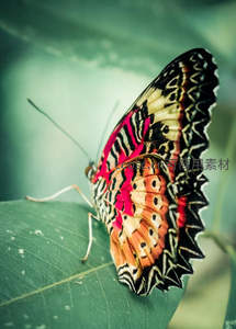 斑斓彩蝶栖绿叶，自然之美入画来