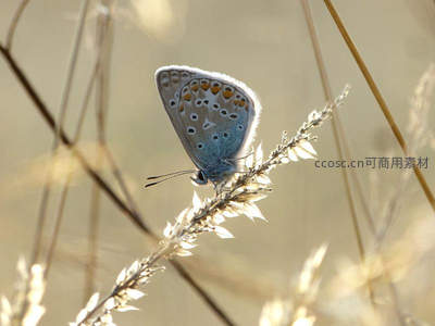 蓝灰小蝶栖草尖，晨光微露显精致