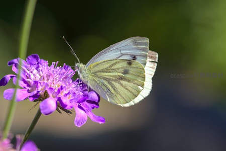 白蝶轻吻紫花蕊心