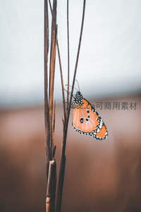 橙黑斑蝶栖枯枝，自然野趣显生机