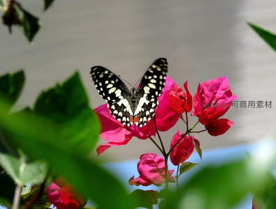 黑白斑蝶舞动于红花间
