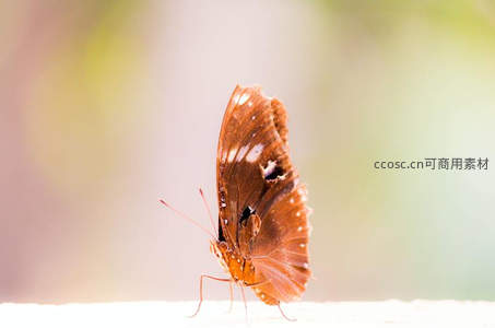 棕蝶展翅立白台，柔光晕染显优雅